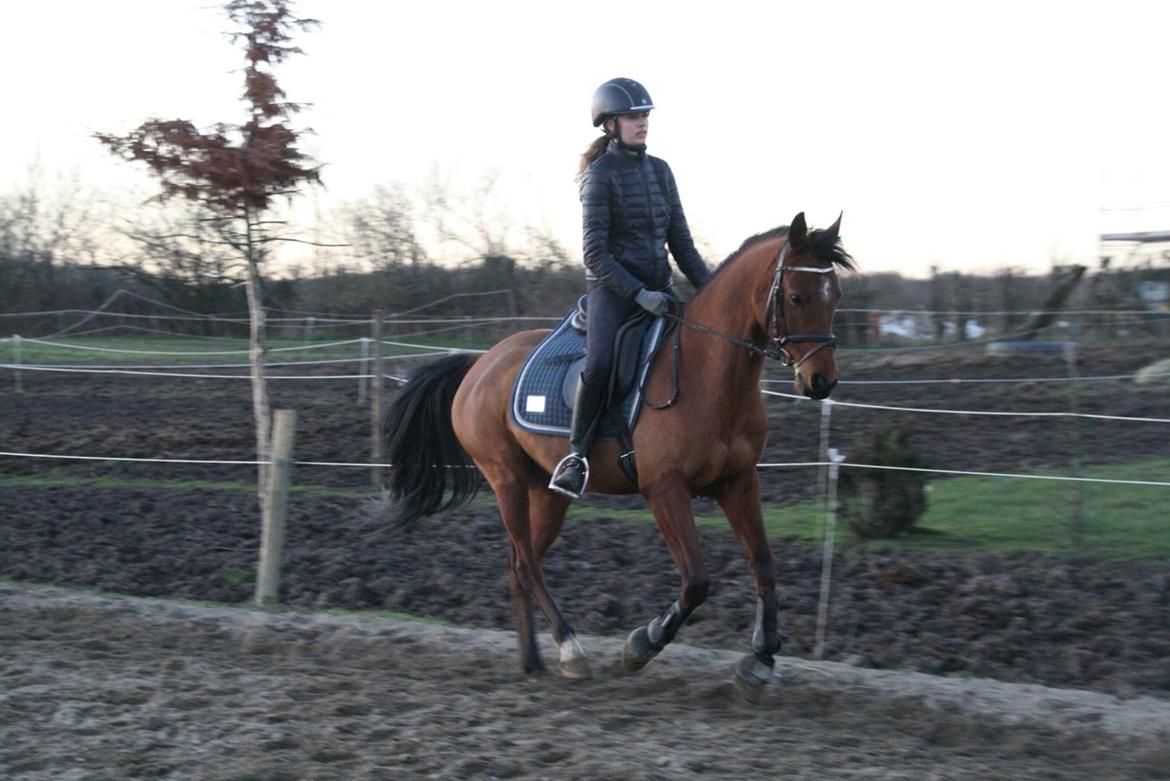 Anden særlig race Markes (pony) billede 14