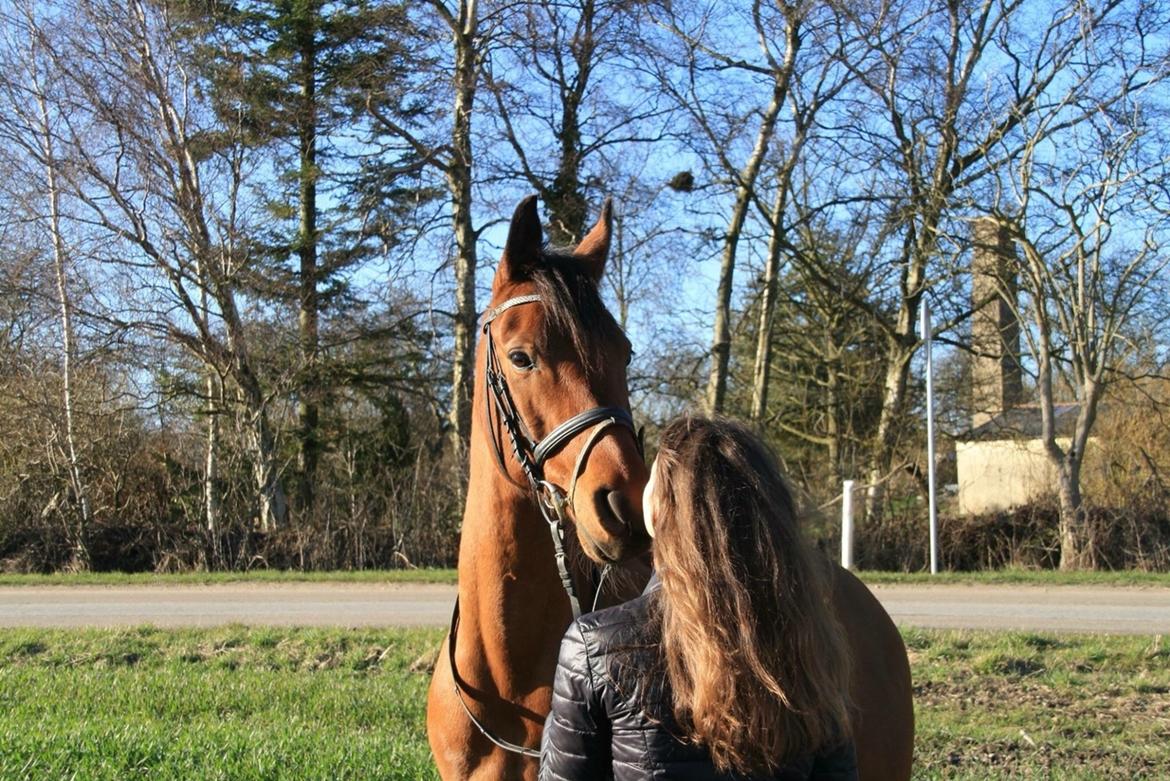 Anden særlig race Markes (pony) billede 9