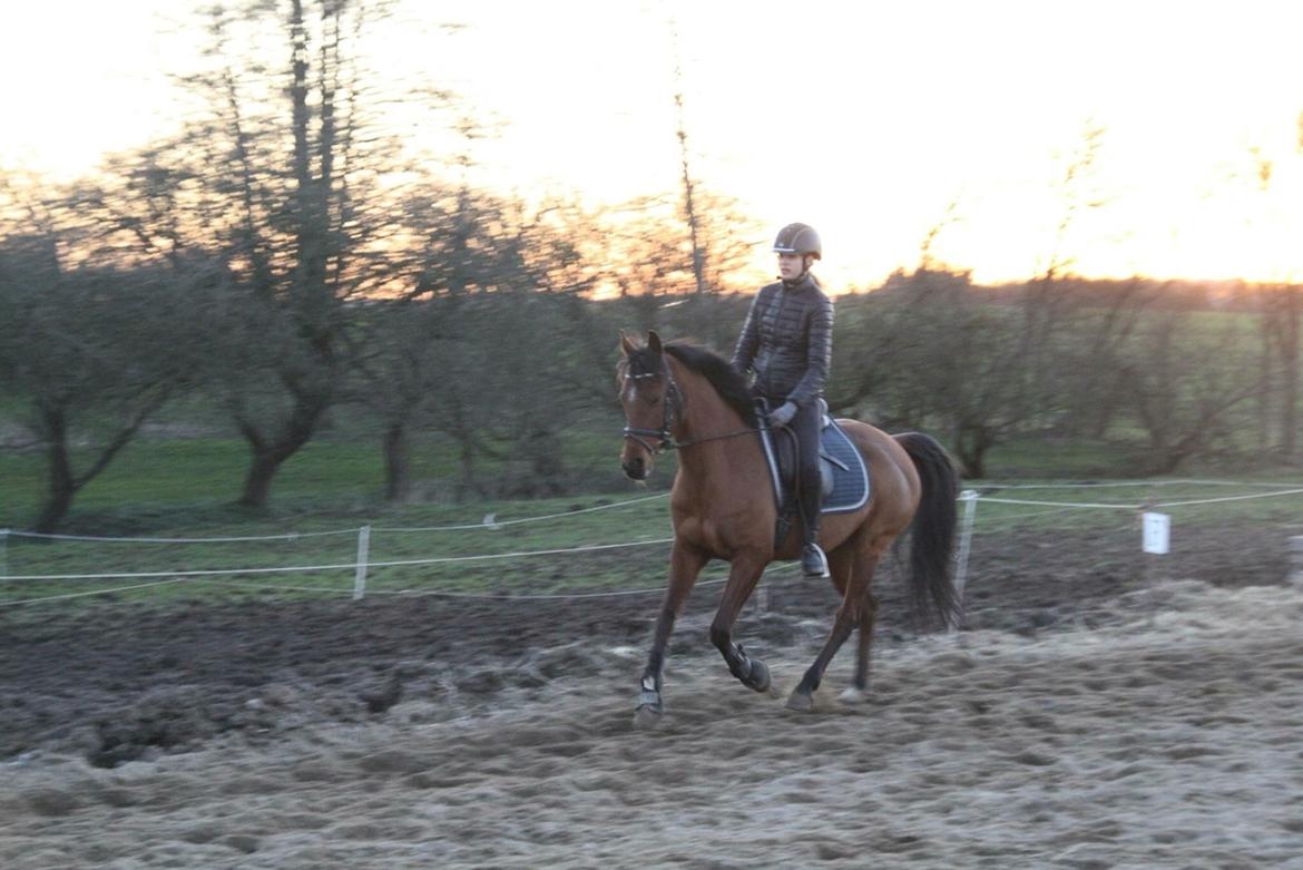 Anden særlig race Markes (pony) billede 17