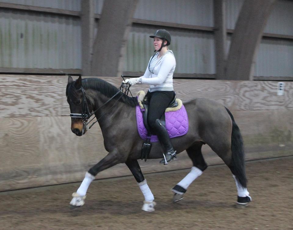 Welsh Cob (sec D) Avonvalley Lara-Croft billede 6