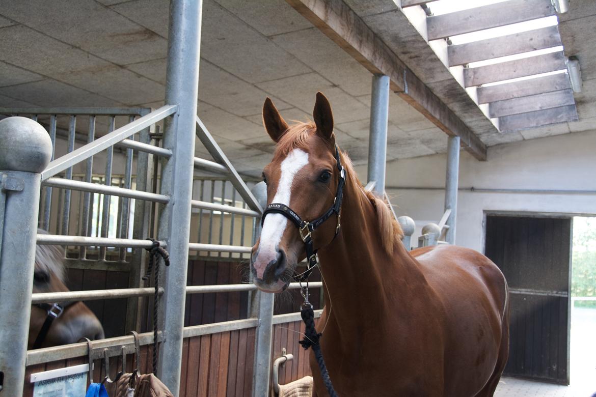 Dansk Varmblod Stald Enghøjs Salsa Romantica billede 1