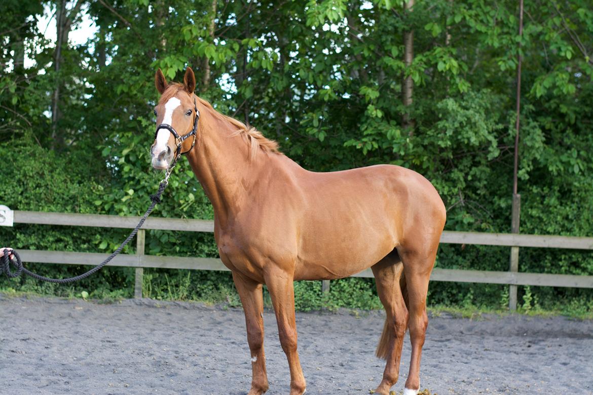 Dansk Varmblod Stald Enghøjs Salsa Romantica billede 3