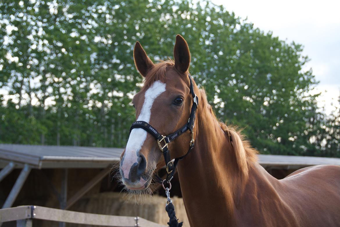 Dansk Varmblod Stald Enghøjs Salsa Romantica billede 2