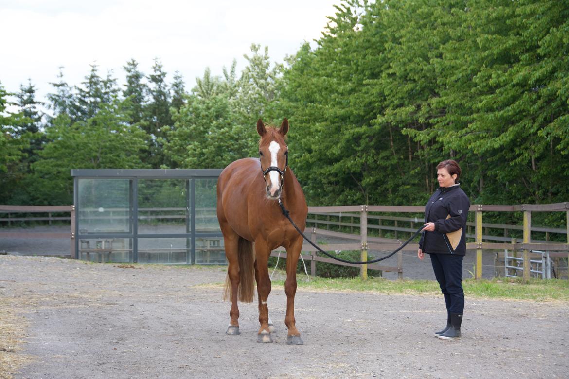Dansk Varmblod Stald Enghøjs Salsa Romantica billede 7