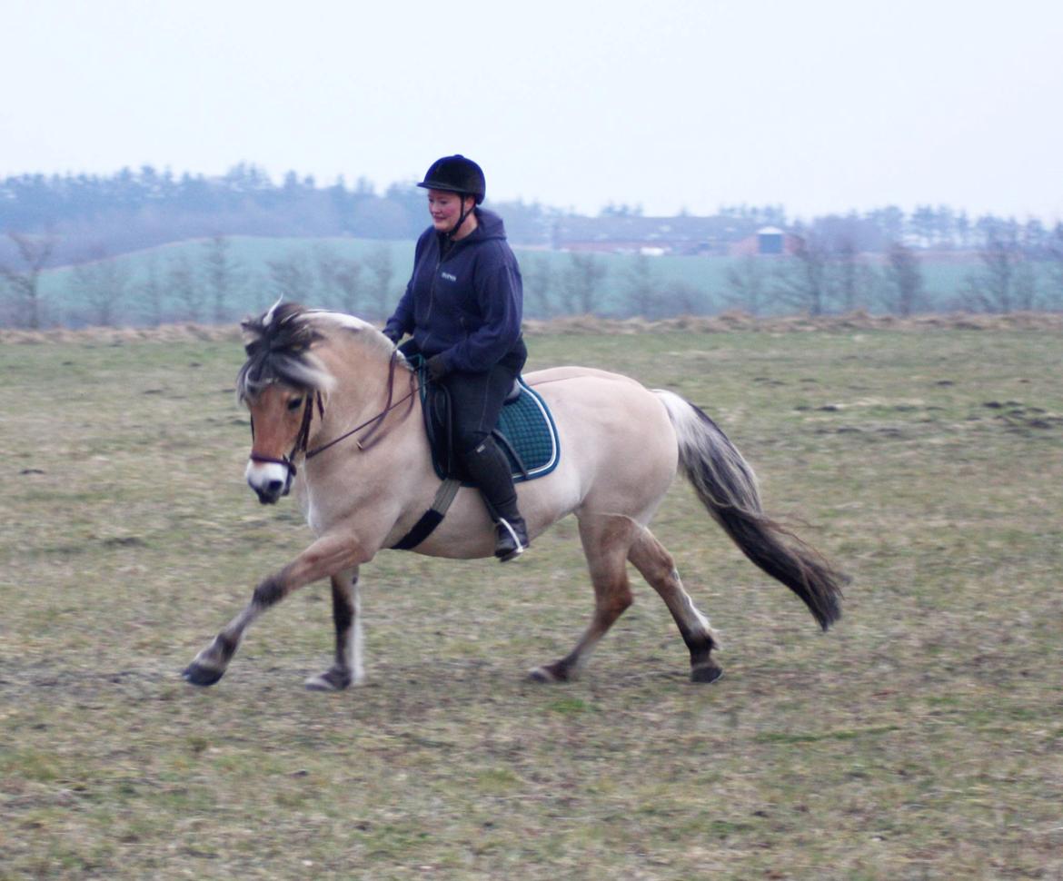 Fjordhest KIRSTINE VÅRBY billede 35