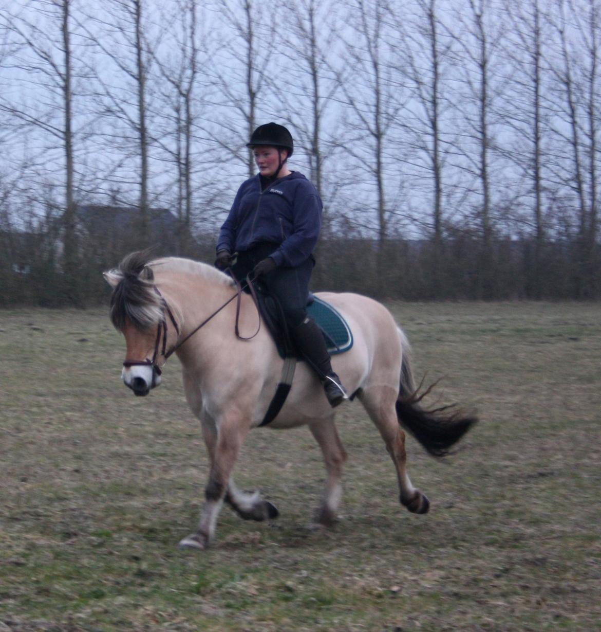 Fjordhest KIRSTINE VÅRBY billede 37