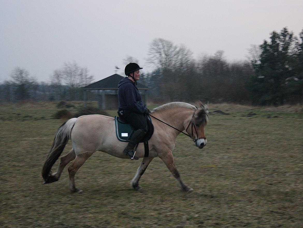 Fjordhest KIRSTINE VÅRBY billede 39