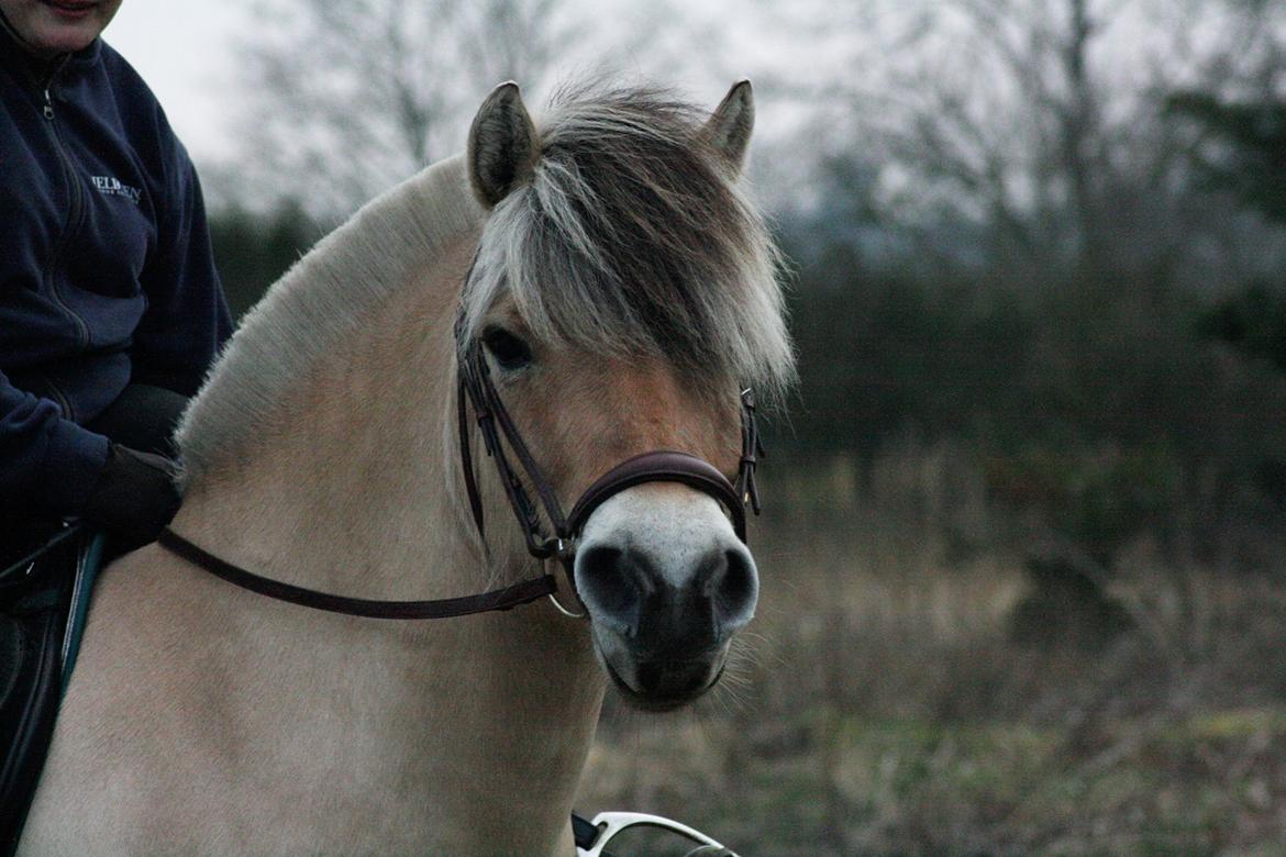 Fjordhest KIRSTINE VÅRBY billede 43