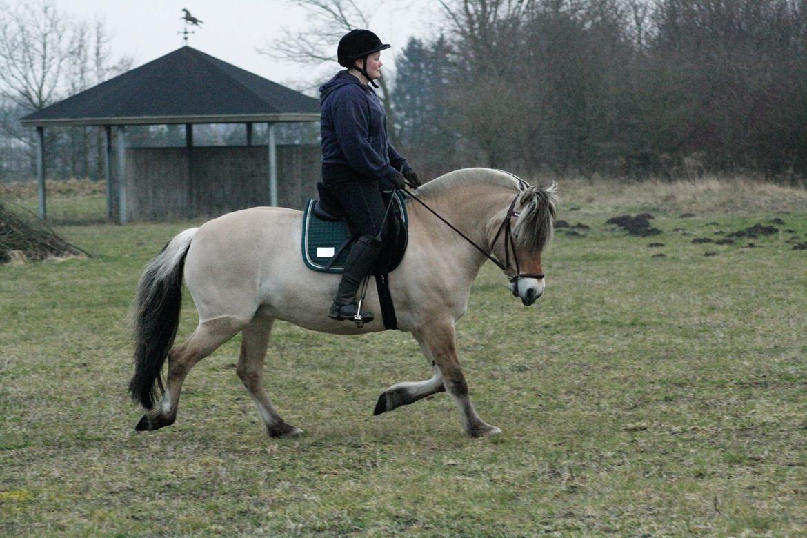 Fjordhest KIRSTINE VÅRBY billede 46
