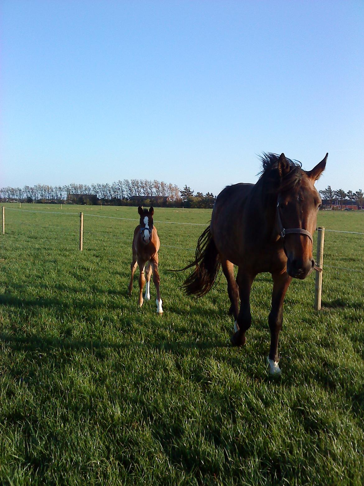 Dansk Varmblod Miss Fiona (Fifi) billede 19