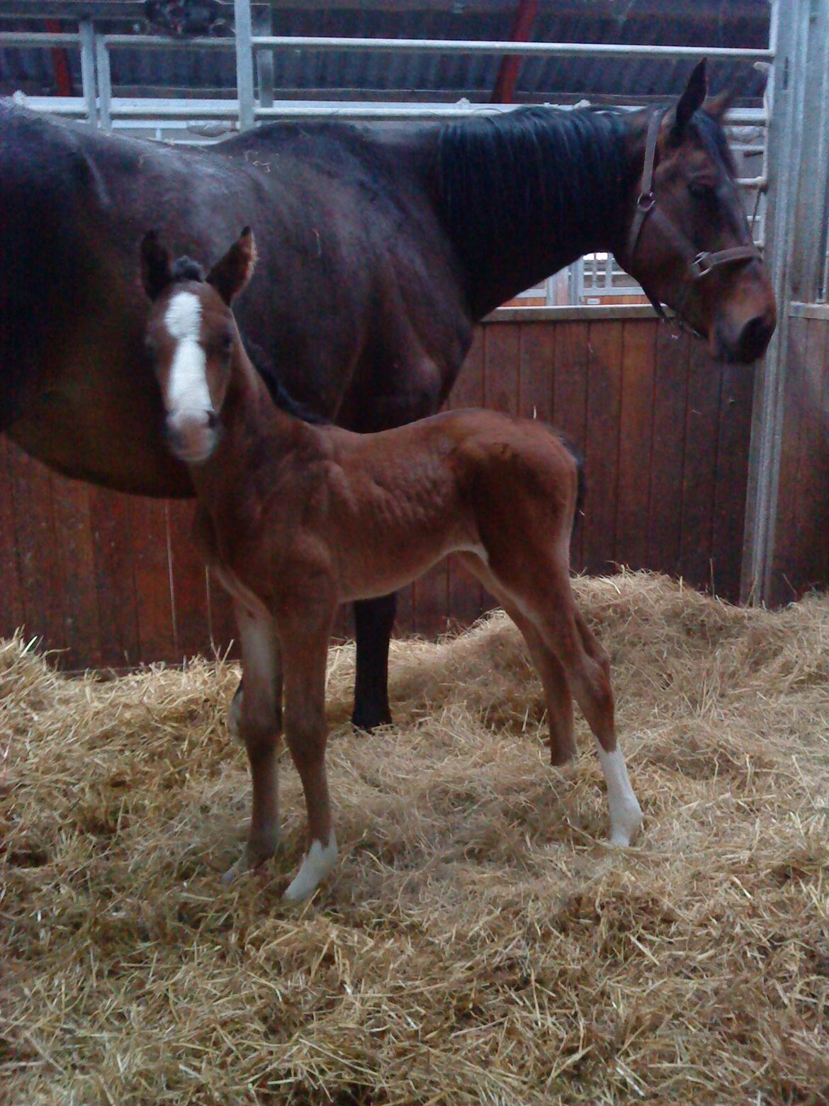 Dansk Varmblod Miss Fiona (Fifi) billede 20