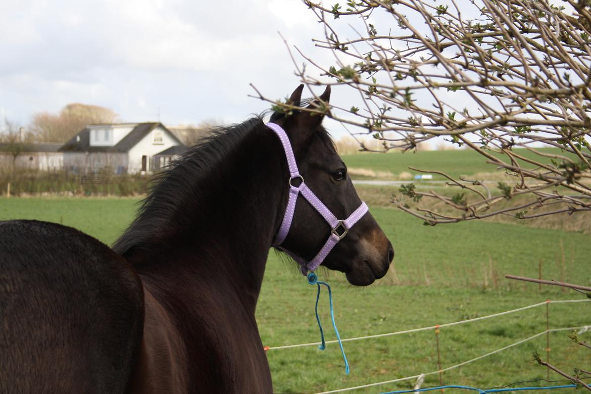 New Forest Elmholts Desiré - 8. april 2016. Velkommen :-) billede 1