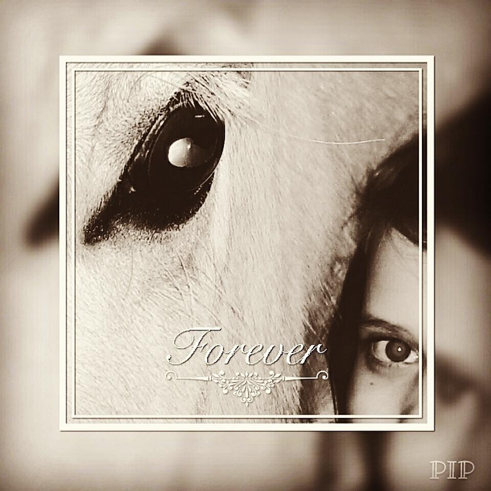 Fjordhest Natja (Natti) *Passer* - Velkommen til vores profil billede 1