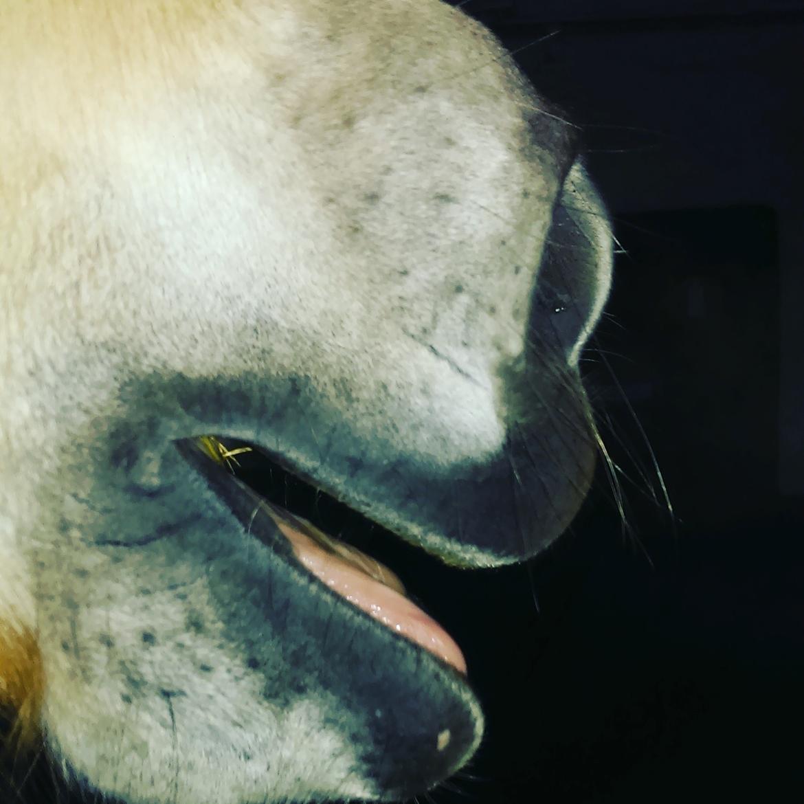 Fjordhest Natja (Natti) *Passer* - Sometimes it's hard to be a horse billede 2