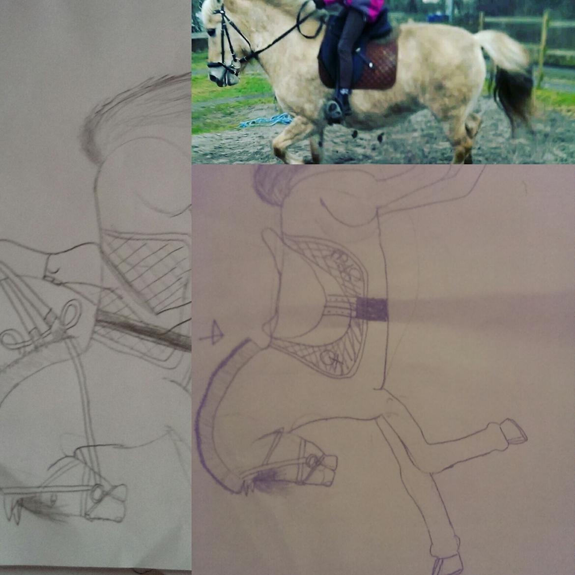 Fjordhest Natja (Natti) *Passer* - Tegninger af Natti billede 3