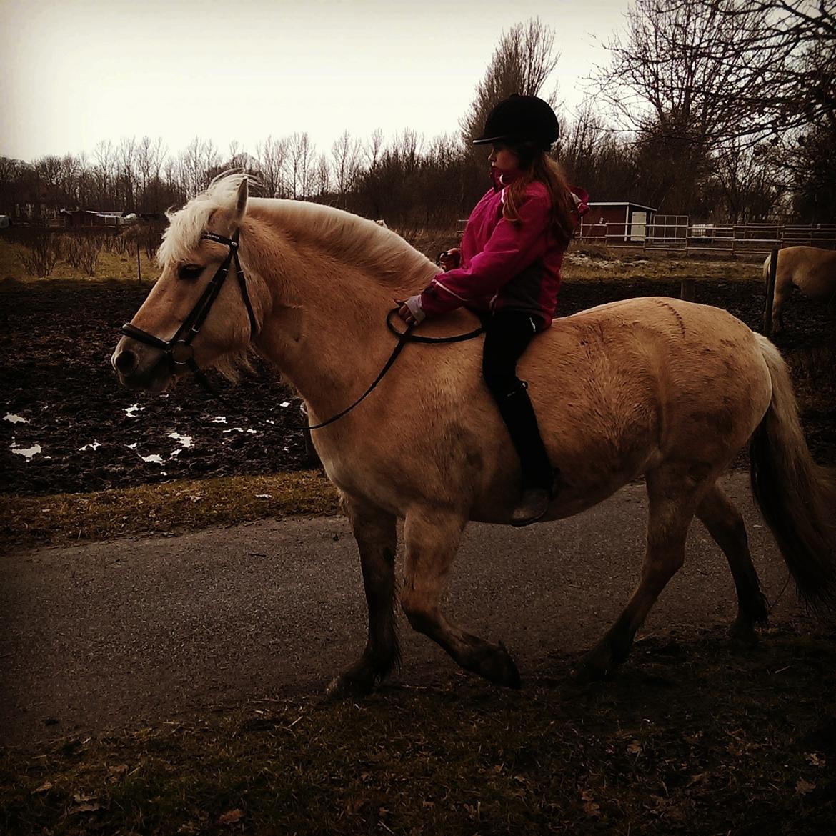 Fjordhest Natja (Natti) *Passer* - På tur billede 4