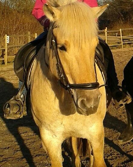 Fjordhest Natja (Natti) *Passer* - Mig og min veninde rider billede 5