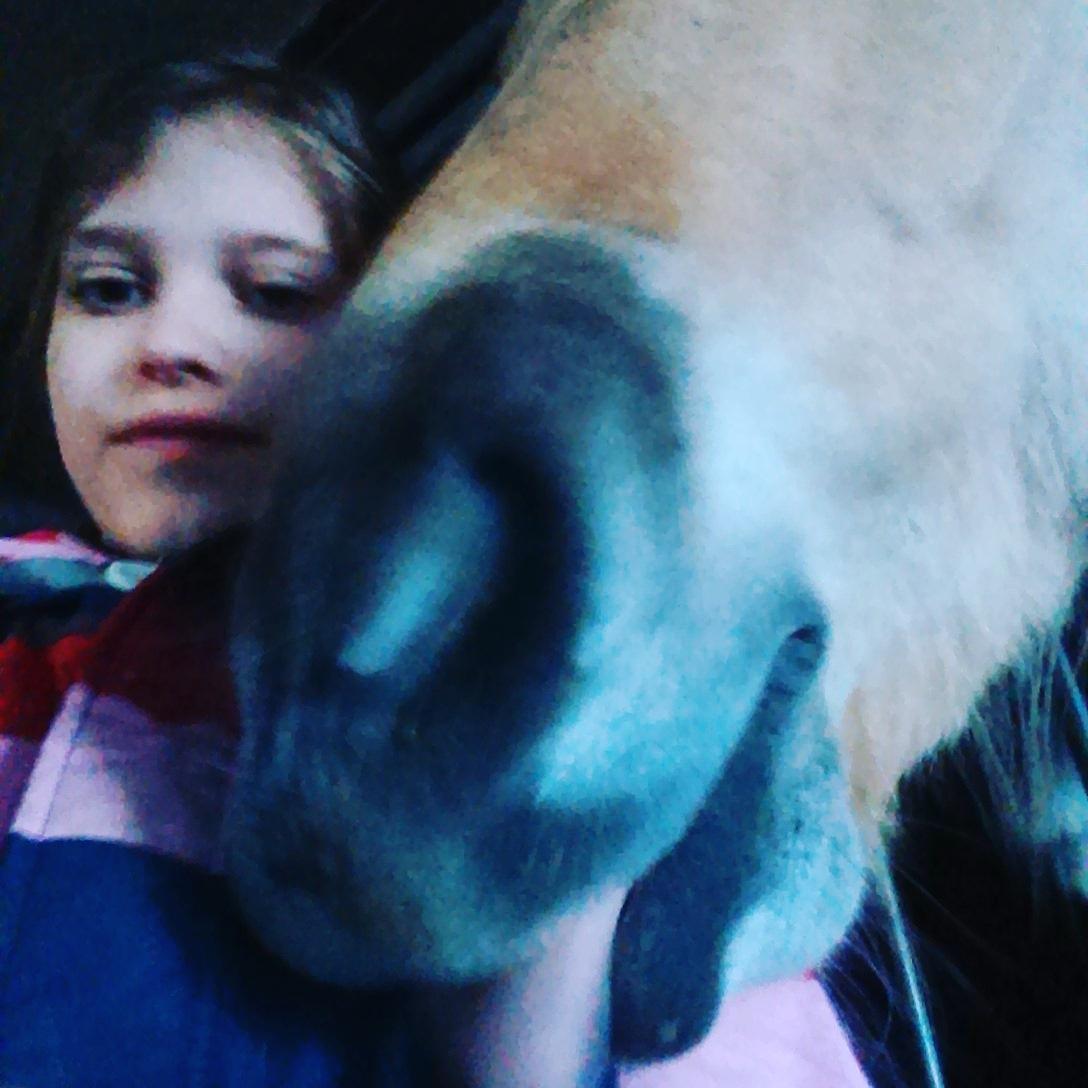 Fjordhest Natja (Natti) *Passer* billede 7