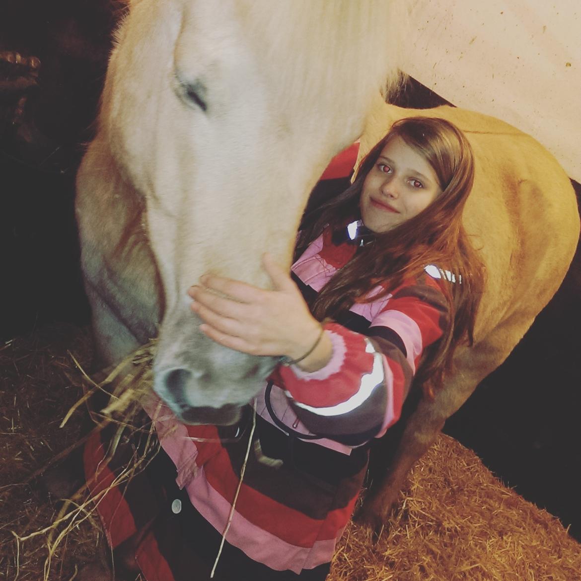 Fjordhest Natja (Natti) *Passer* billede 10