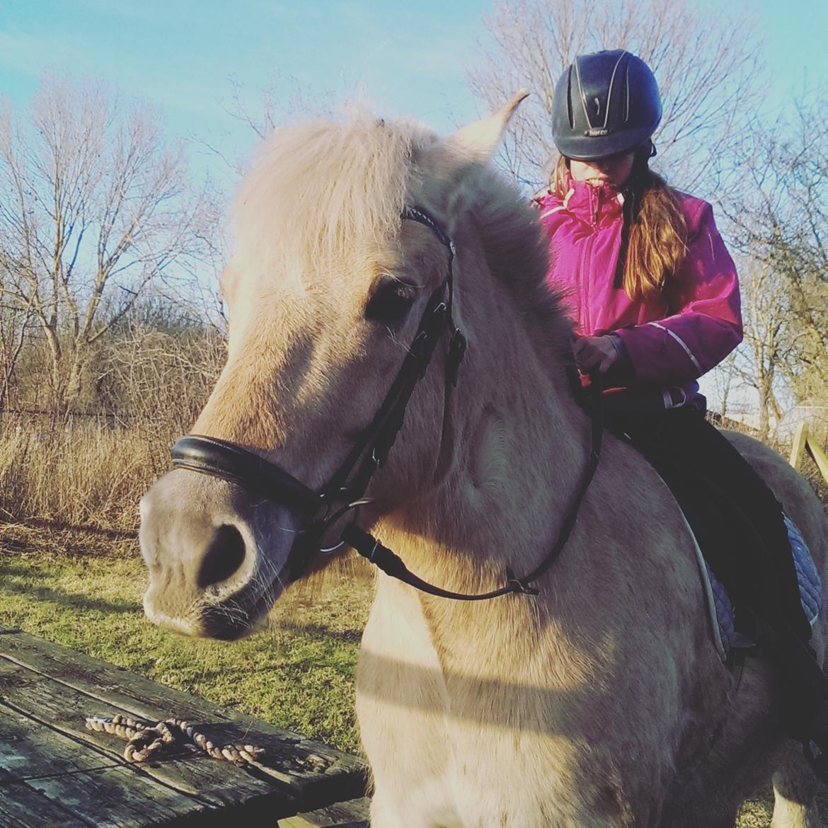 Fjordhest Natja (Natti) *Passer* billede 11