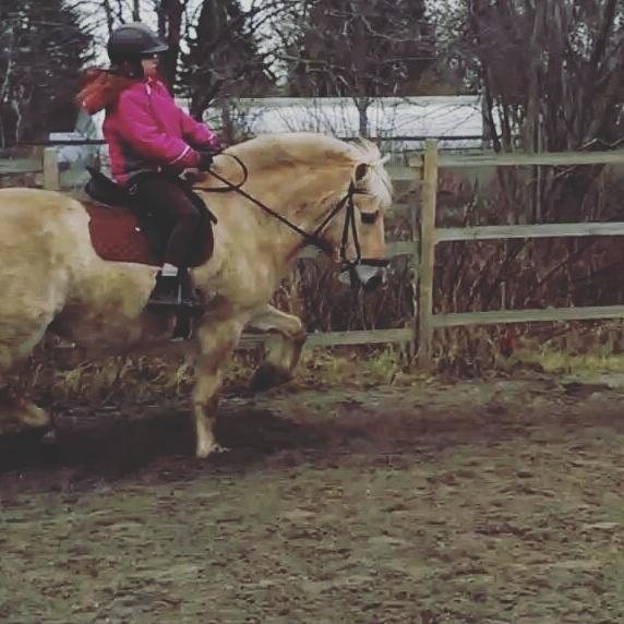 Fjordhest Natja (Natti) *Passer* billede 12