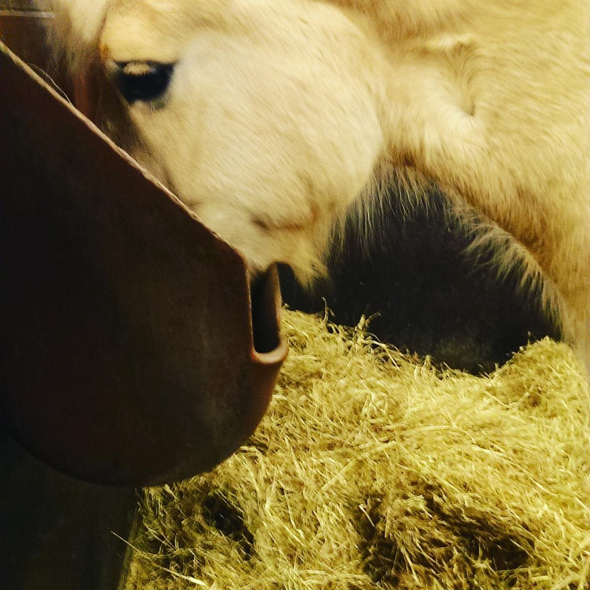 Fjordhest Natja (Natti) *Passer* billede 13