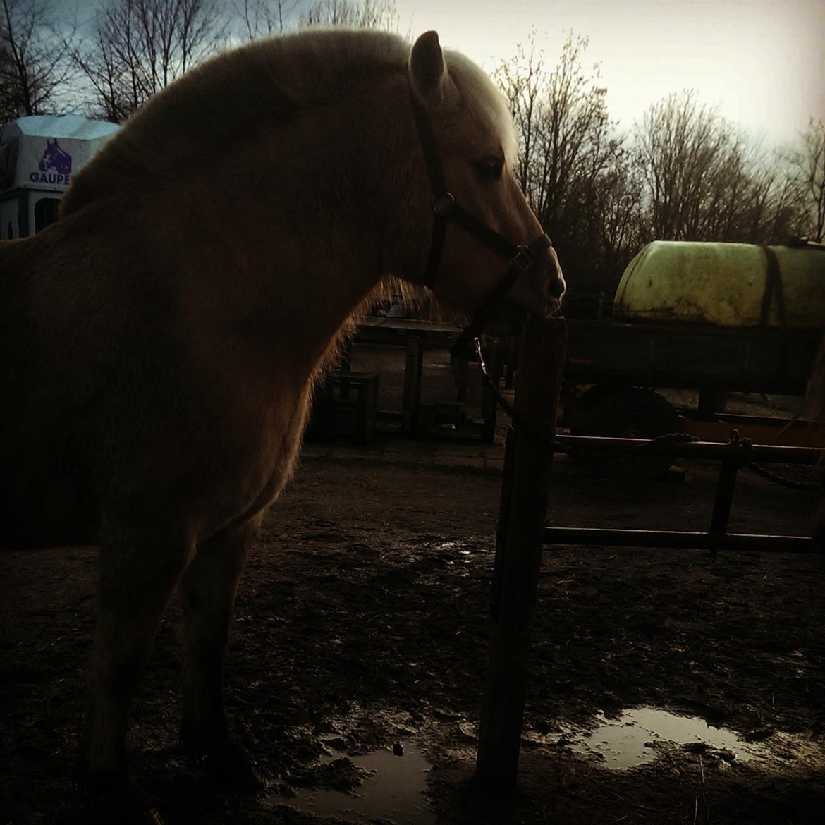 Fjordhest Natja (Natti) *Passer* billede 14