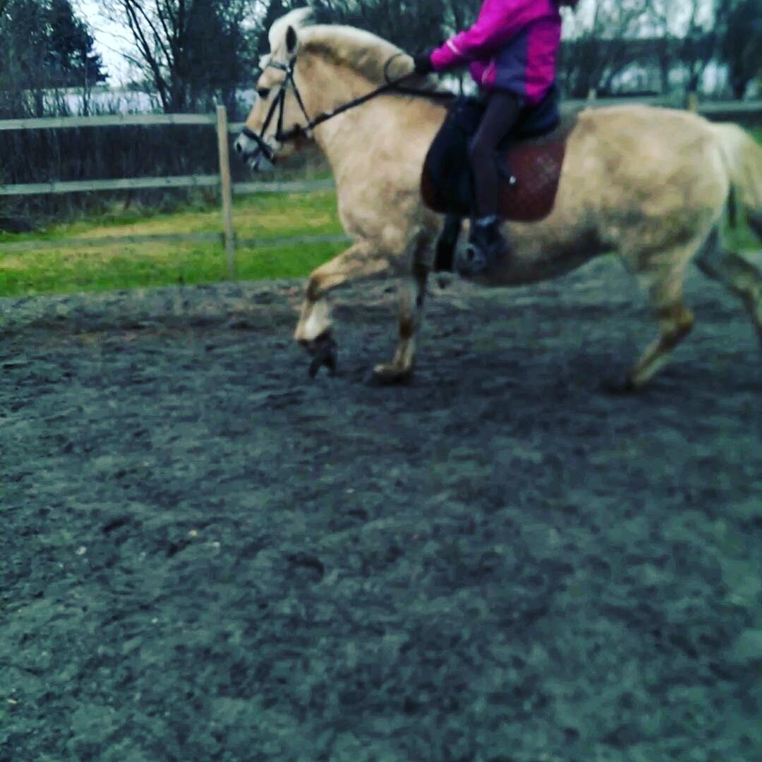 Fjordhest Natja (Natti) *Passer* billede 15