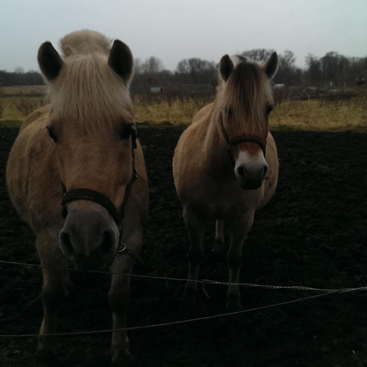 Fjordhest Natja (Natti) *Passer* billede 16