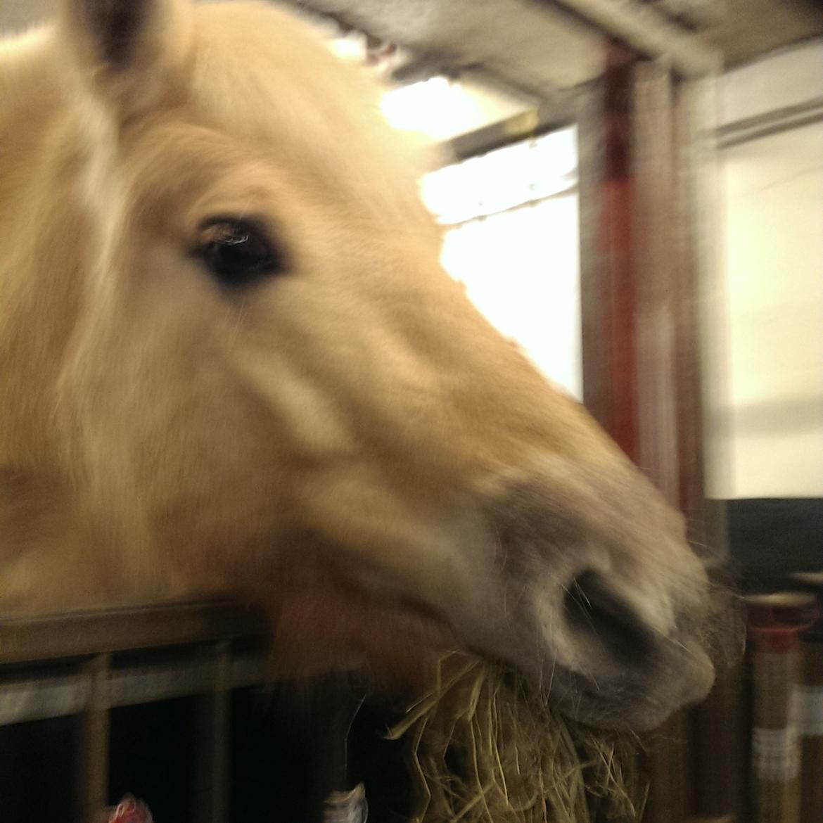 Fjordhest Natja (Natti) *Passer* billede 17