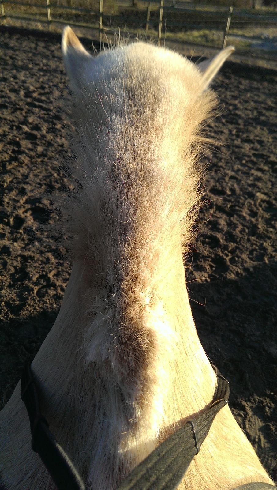 Fjordhest Natja (Natti) *Passer* billede 18