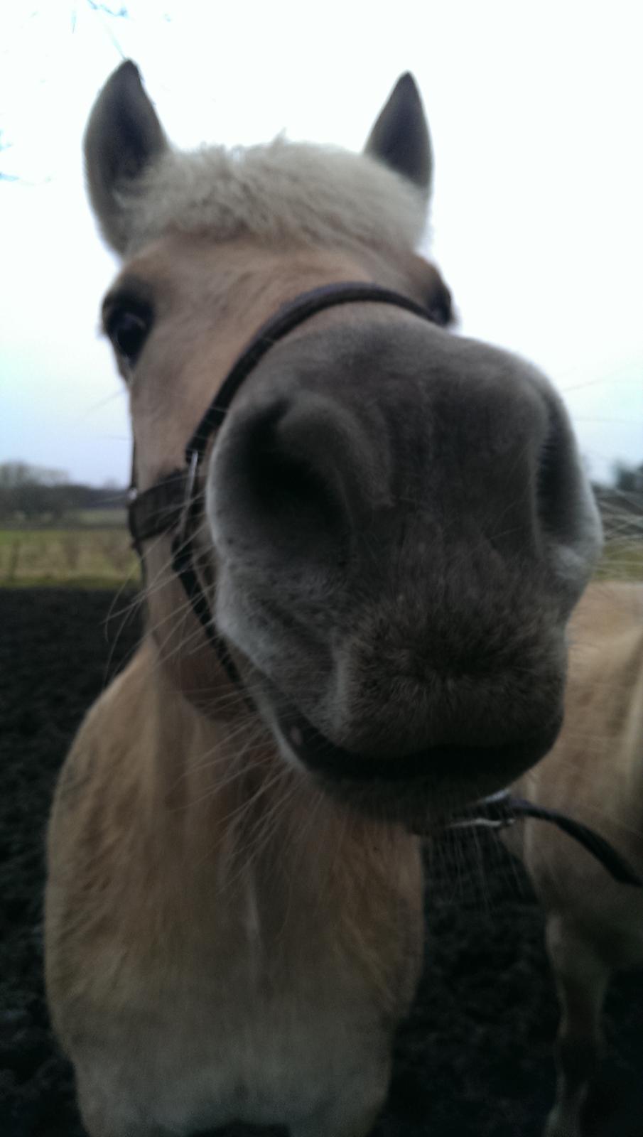 Fjordhest Natja (Natti) *Passer* billede 19