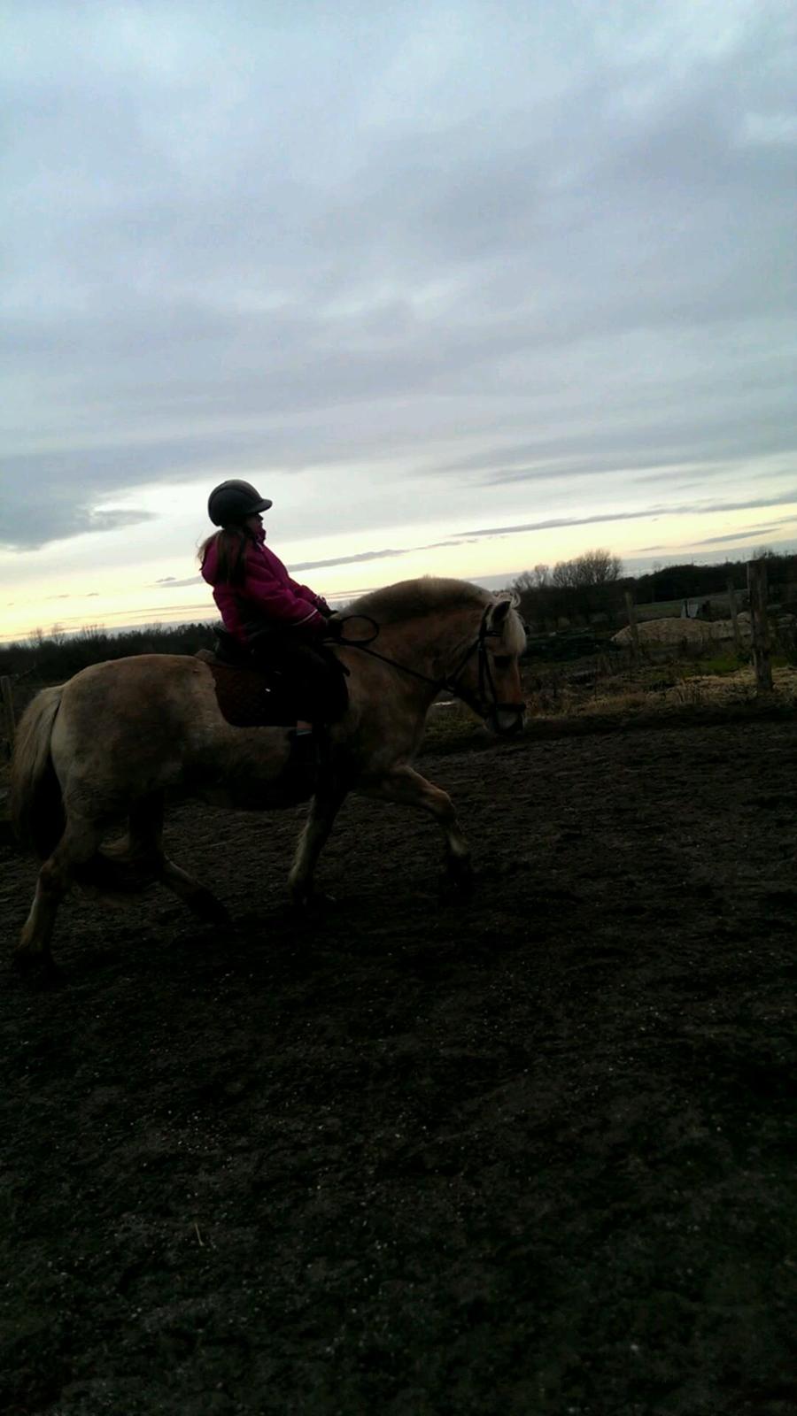 Fjordhest Natja (Natti) *Passer* billede 20