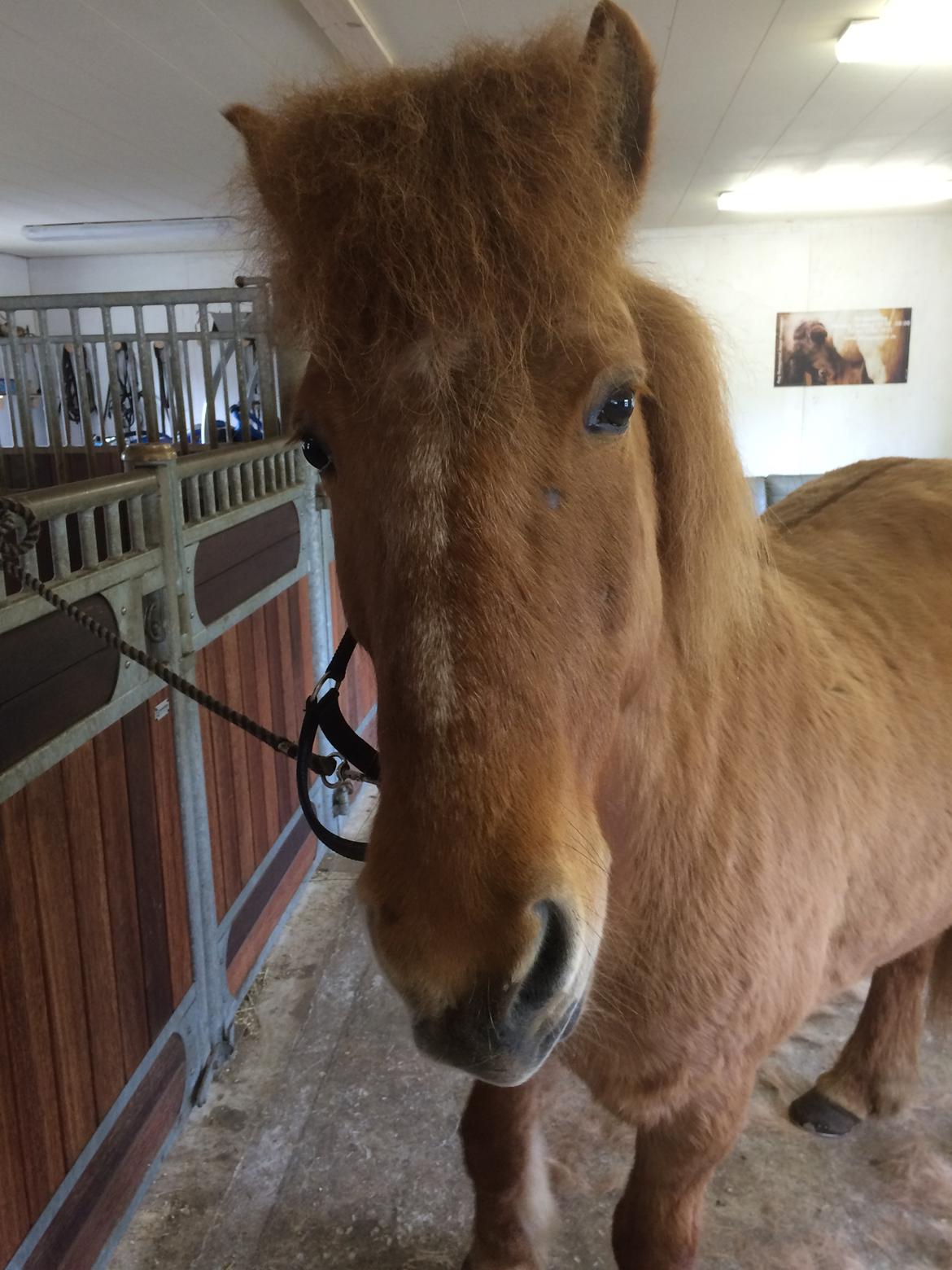 Islænder Glossa fra Eyfjord billede 11