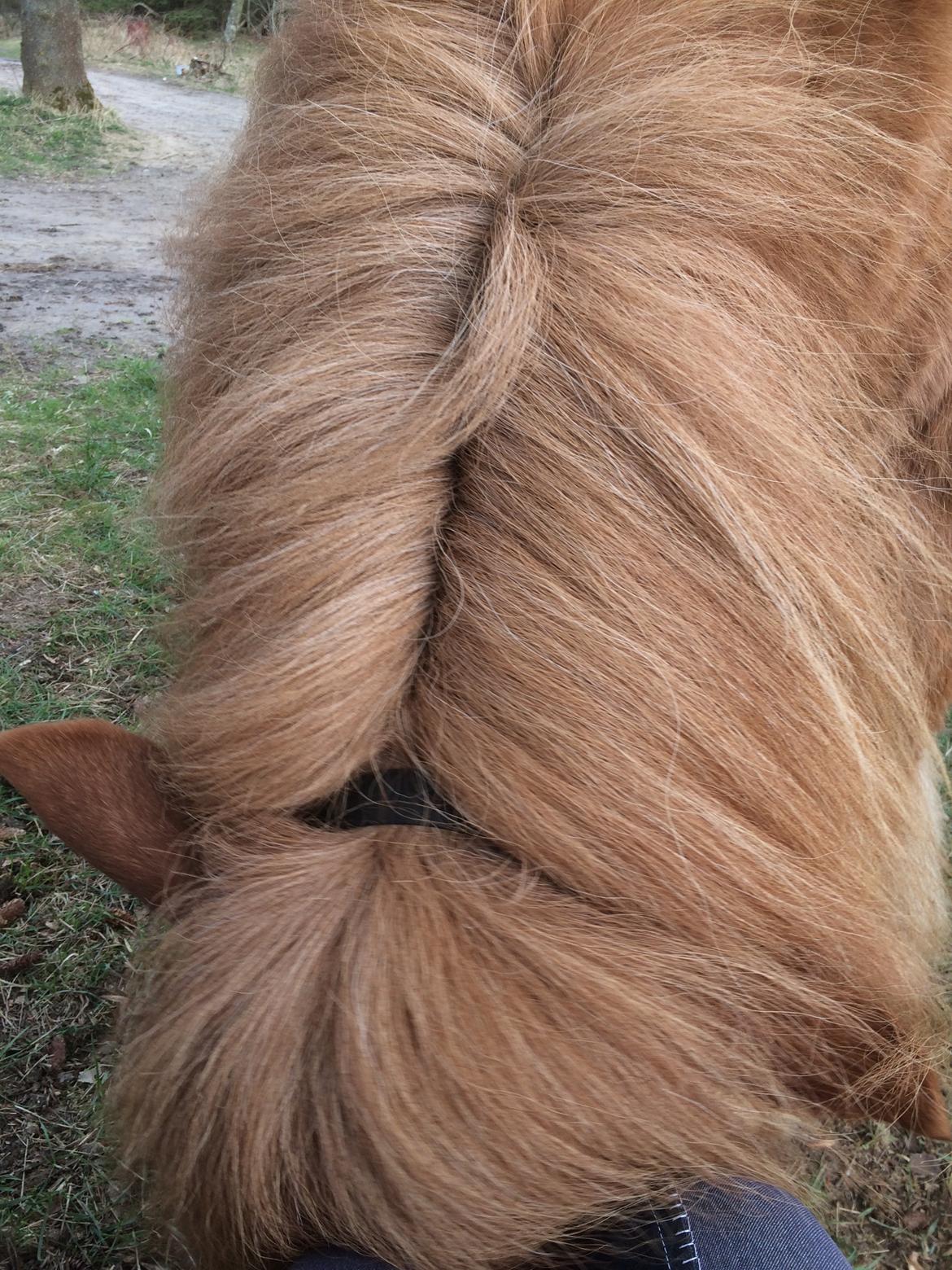 Islænder Glossa fra Eyfjord billede 12