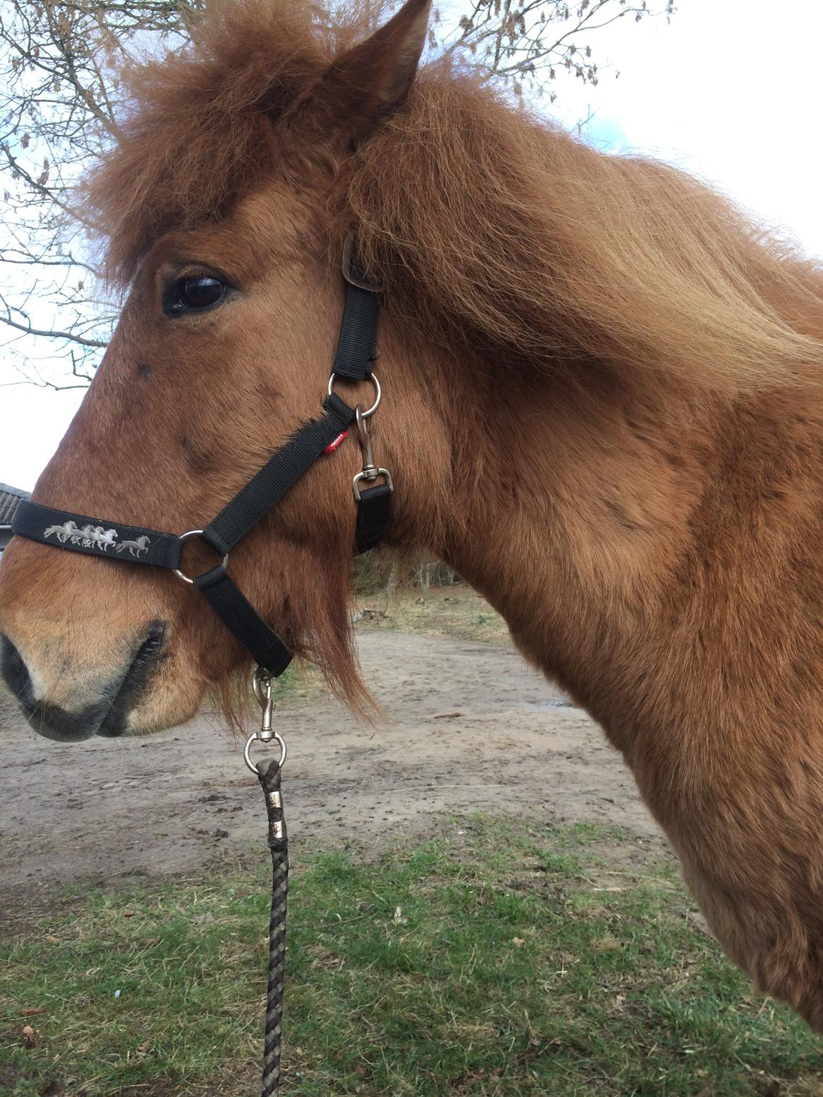 Islænder Glossa fra Eyfjord billede 13