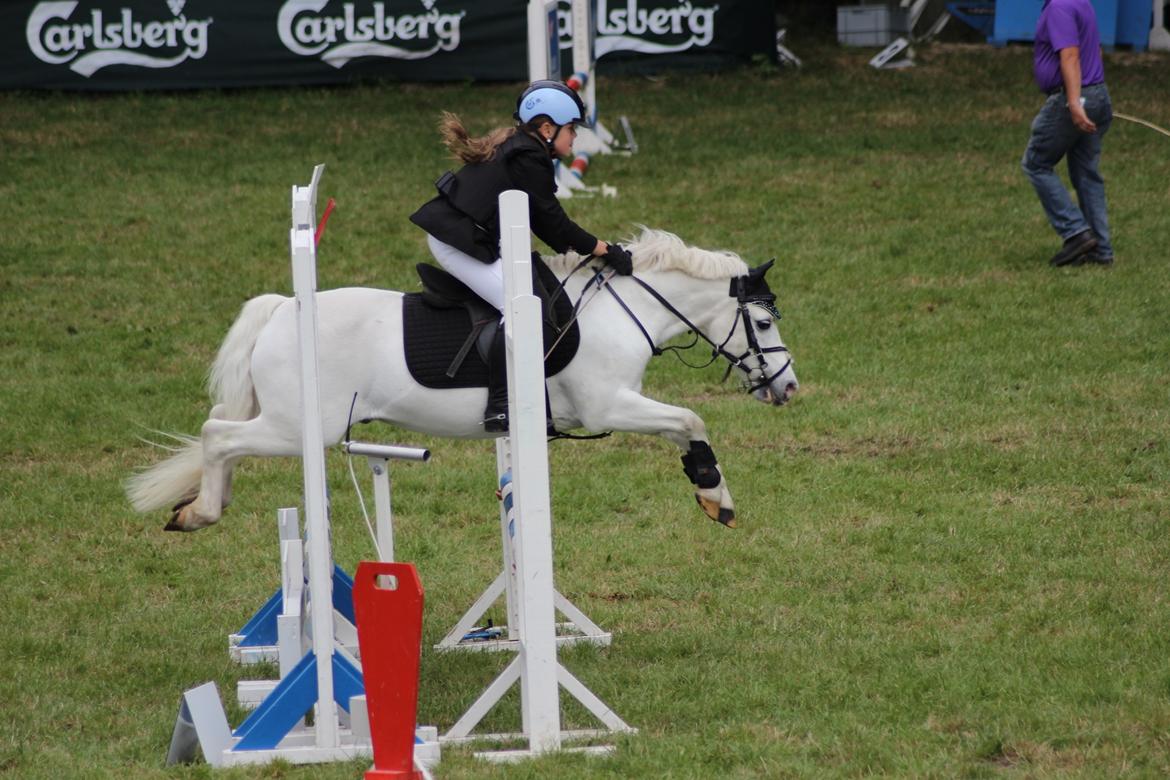 Welsh Mountain (sec A) Tanggårds Figo - Sydjysk horseshow 2015, LB** billede 5