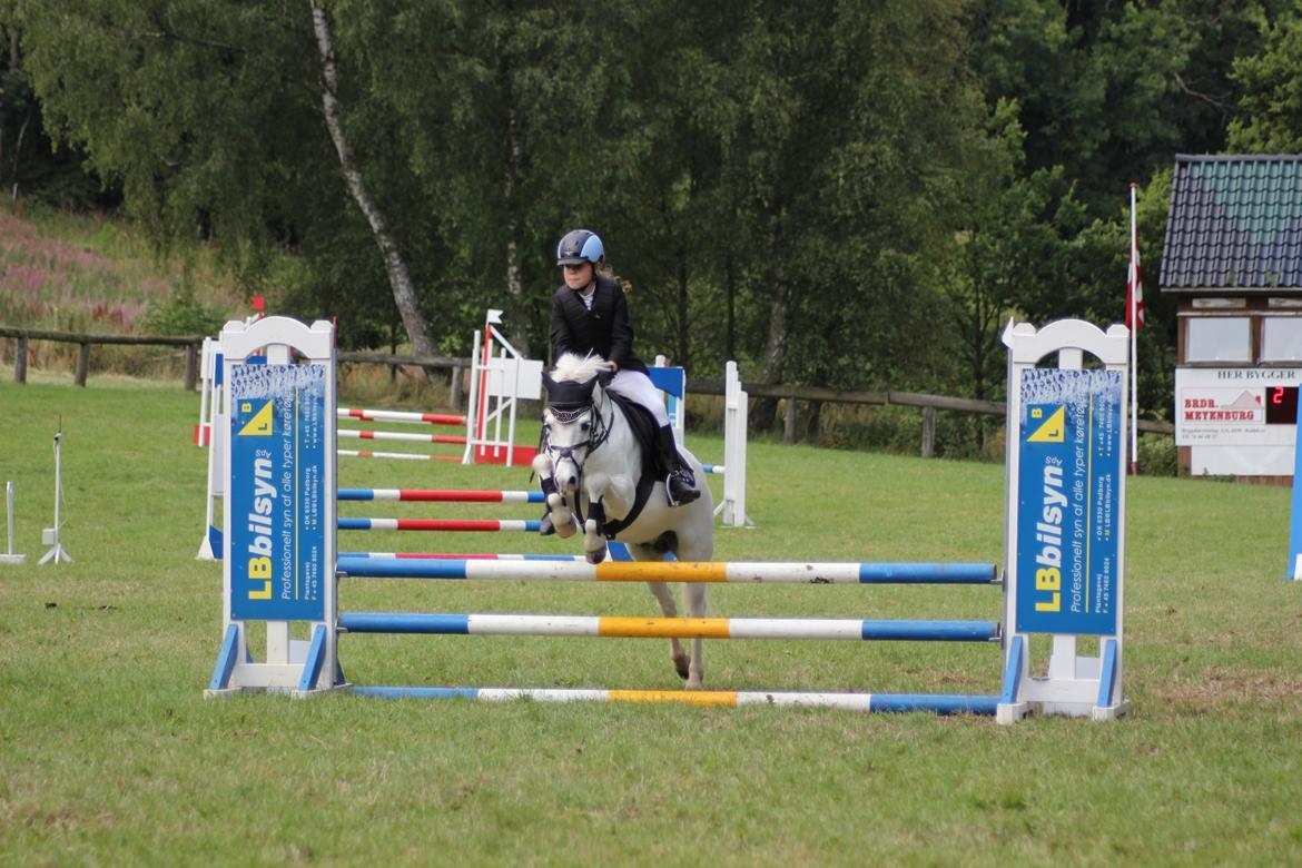 Welsh Mountain (sec A) Tanggårds Figo - Sydjysk Horseshow 2015, LB** billede 8