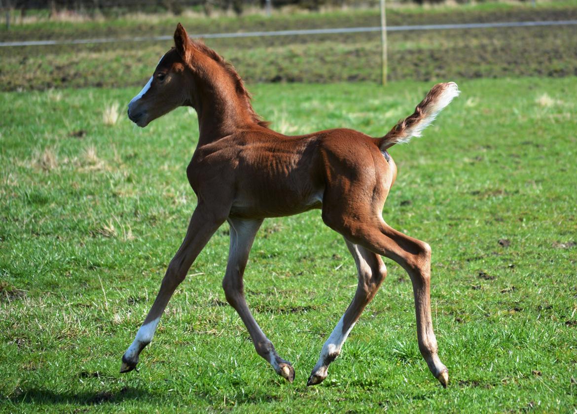DSP Lykkebo Césanne billede 1