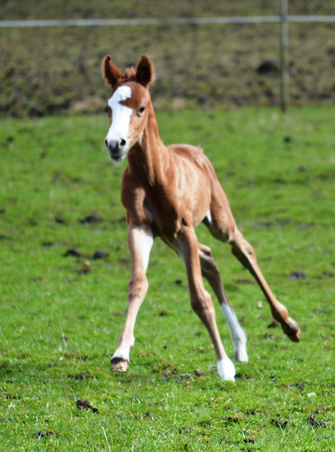 DSP Lykkebo Césanne billede 2