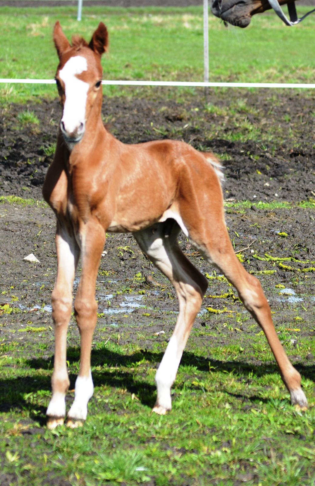 DSP Lykkebo Césanne billede 3