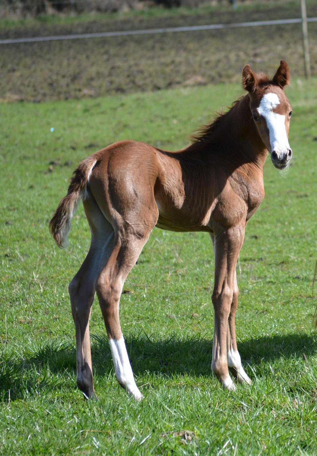 DSP Lykkebo Césanne billede 4