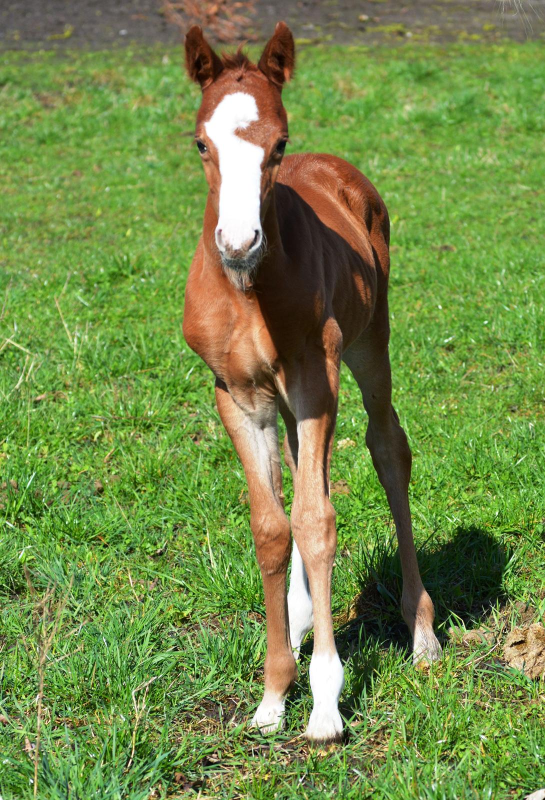 DSP Lykkebo Césanne billede 5