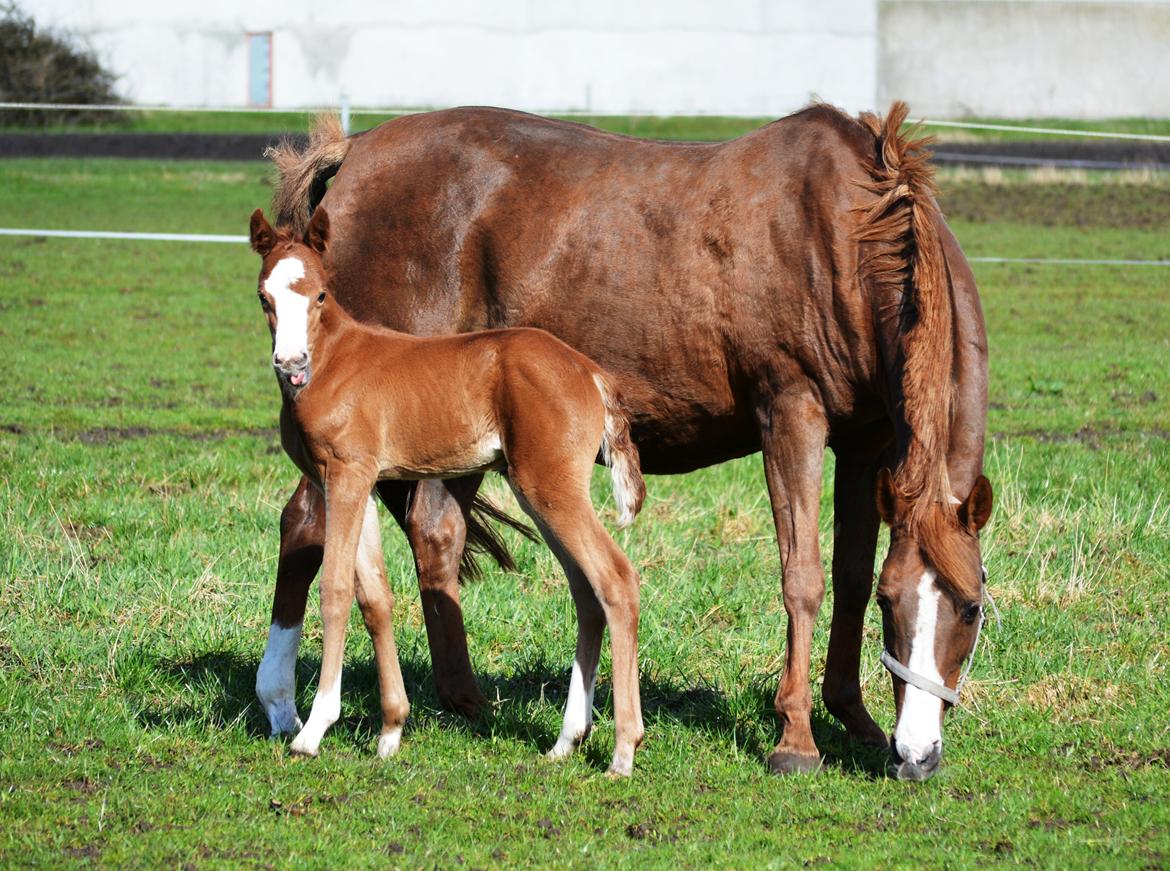 DSP Lykkebo Césanne billede 6