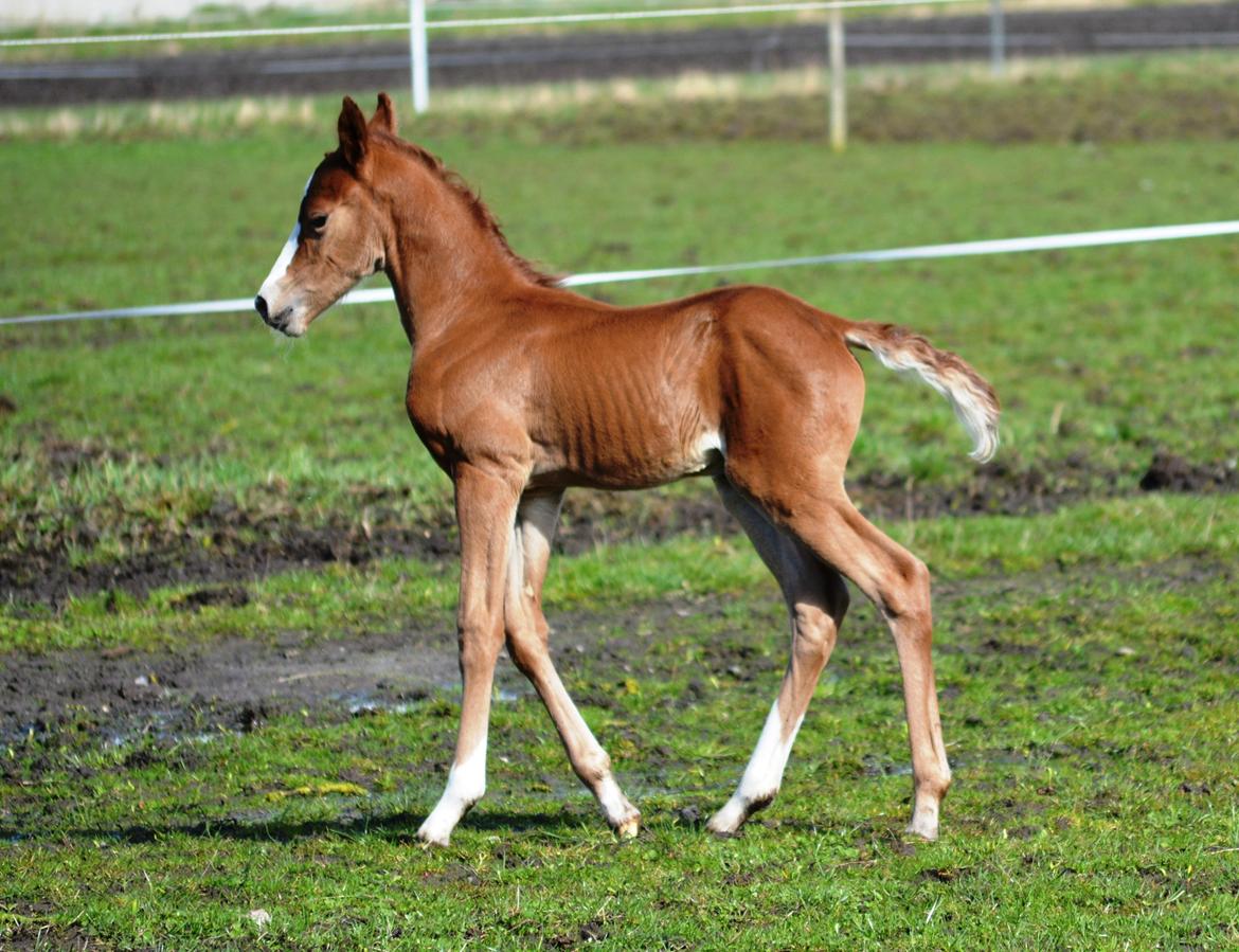 DSP Lykkebo Césanne billede 7