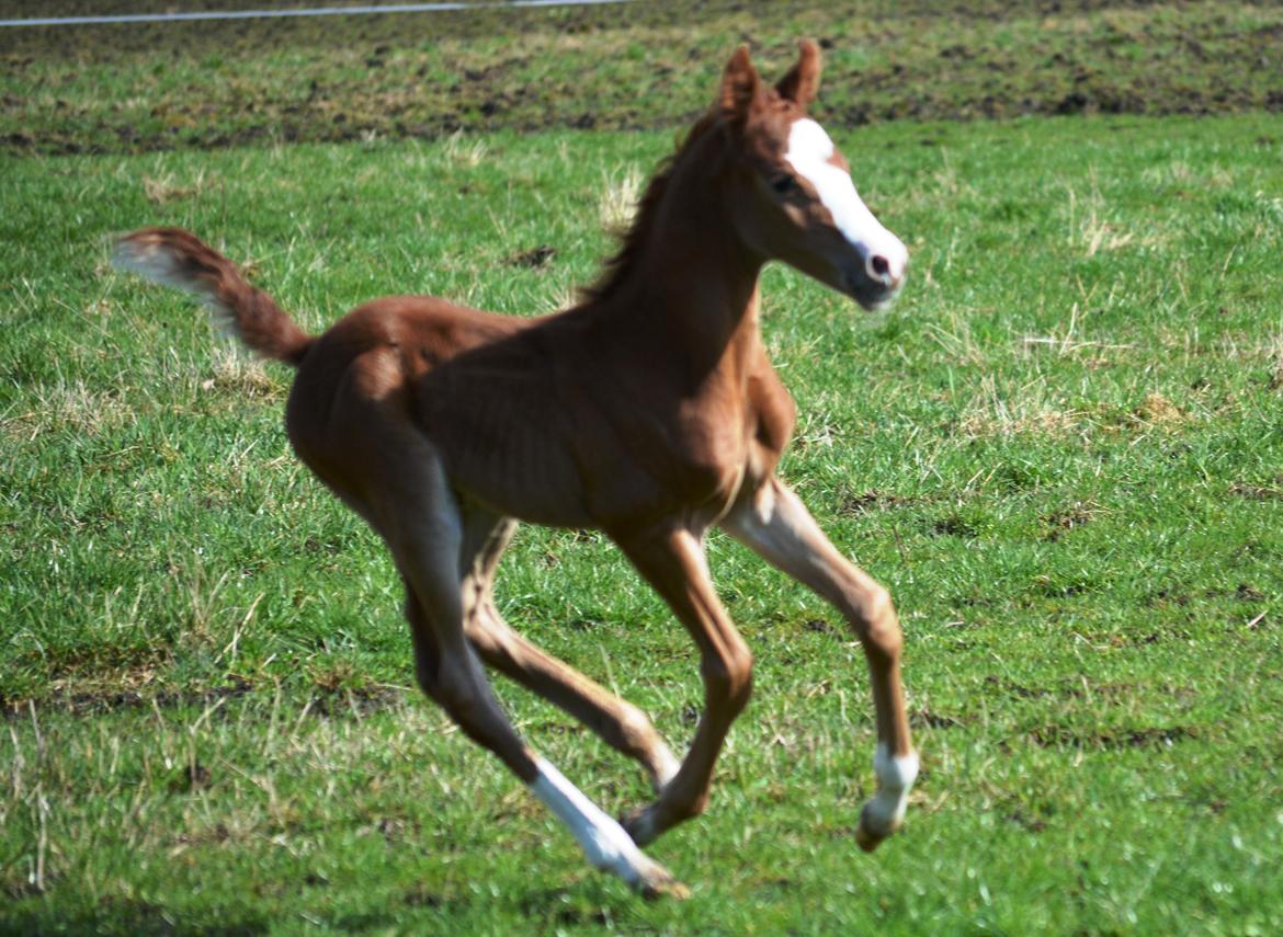 DSP Lykkebo Césanne billede 8