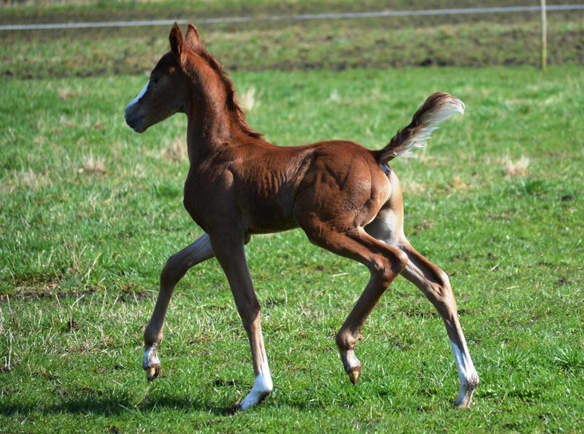 DSP Lykkebo Césanne billede 9