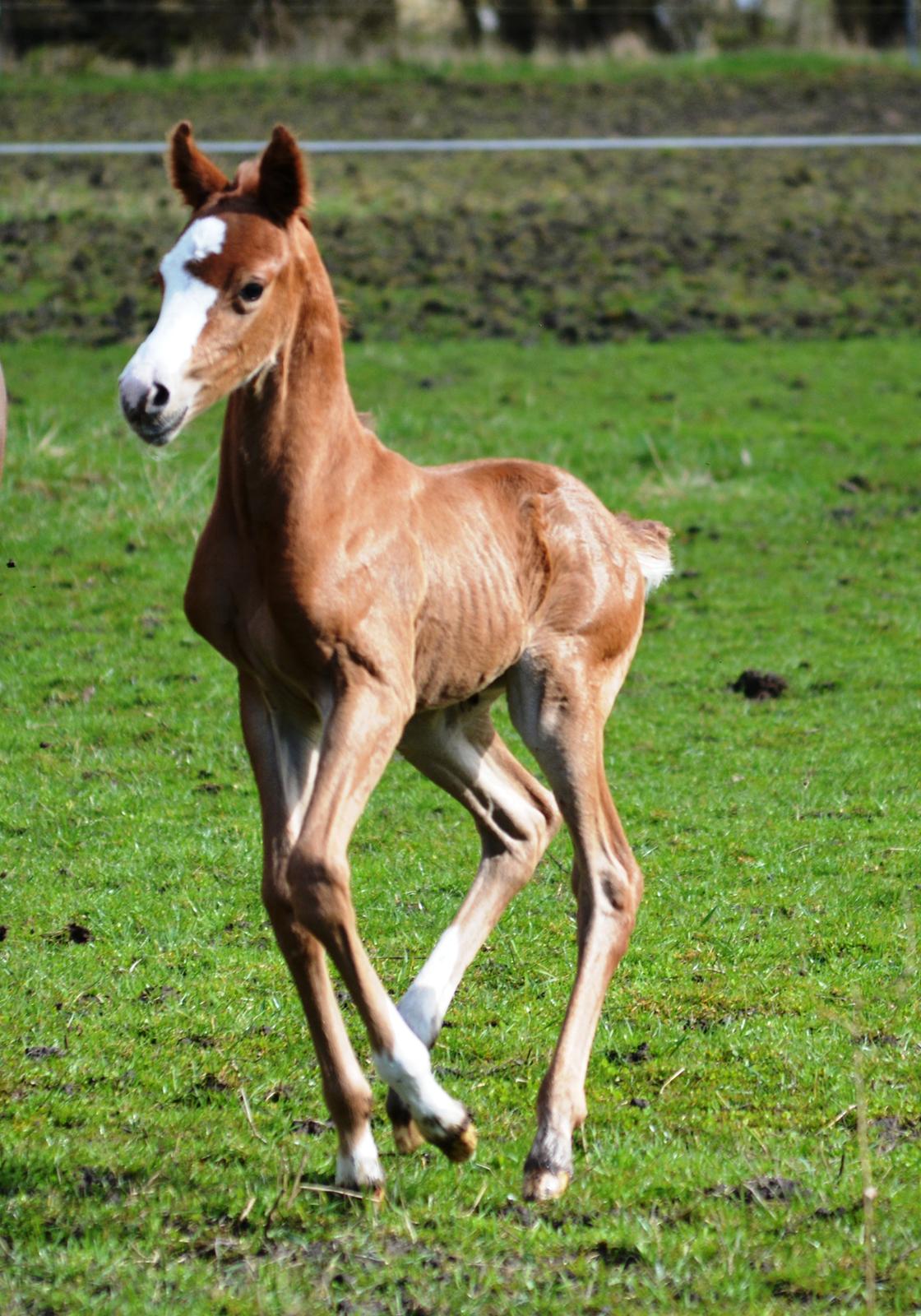 DSP Lykkebo Césanne billede 10