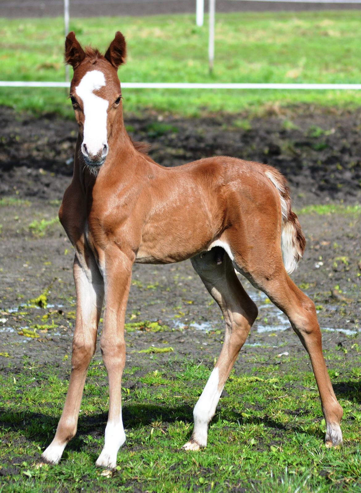 DSP Lykkebo Césanne billede 11