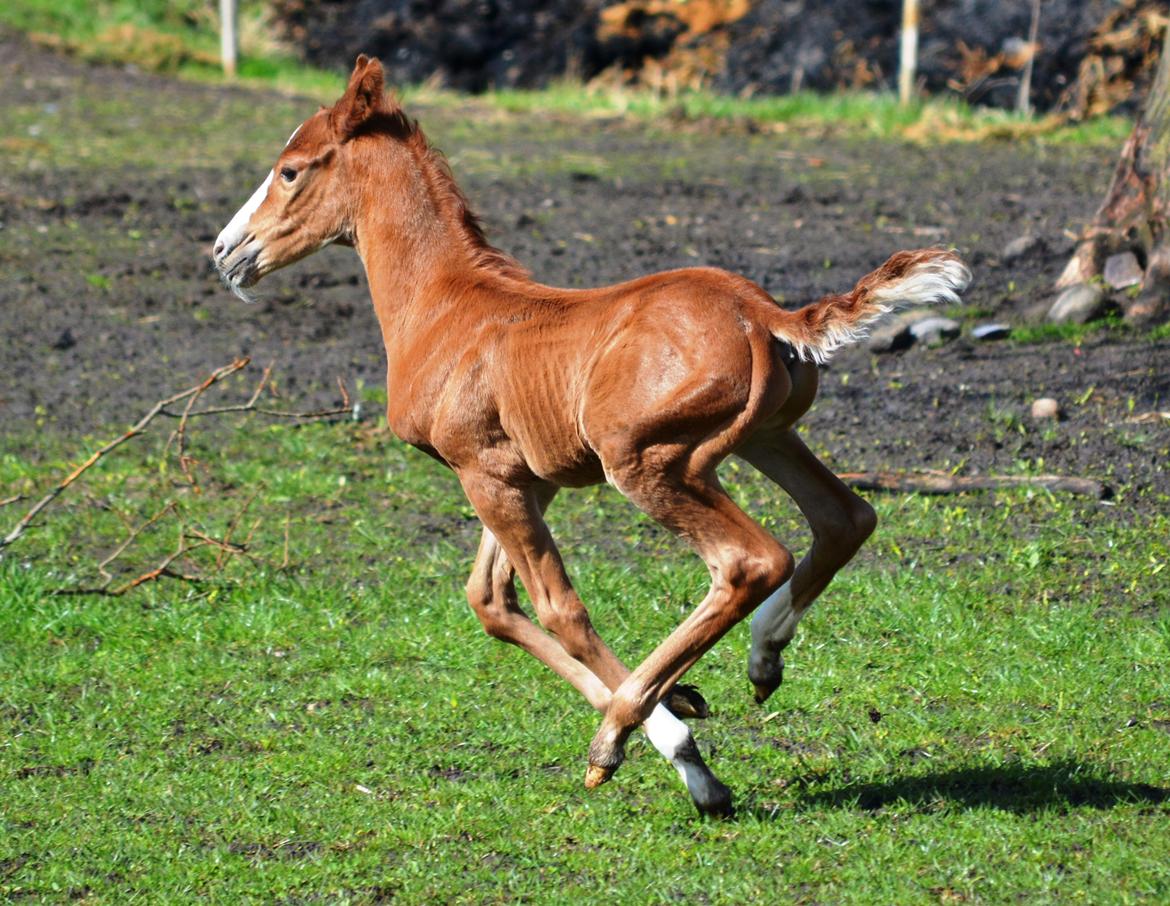 DSP Lykkebo Césanne billede 12